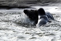 Phoques D5 17-10-25 553   Photos ACG 2017