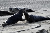 Phoques D5 17-10-25 567   Photos ACG 2017