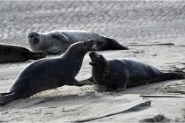 Phoques D5 17-10-25 568   Photos ACG 2017