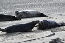 Phoques D5 17-10-25 569   Photos ACG 2017