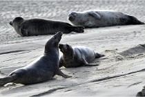 Phoques D5 17-10-25 581   Photos ACG 2017