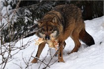 BWaldD5 18-02-16 1877   Photos ACG 2017