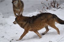 BWaldD5 18-02-16 1891   Photos ACG 2017