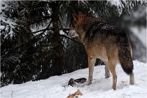 BWaldD5 18-02-16 1932   Photos ACG 2017