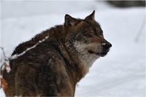 BWaldD5 18-02-16 1964   Photos ACG 2017