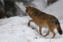 BWaldD5 18-02-16 2031   Photos ACG 2017