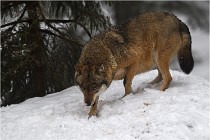 BWaldD5 18-02-16 2038   Photos ACG 2017