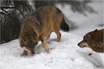 BWaldD5 18-02-16 2041   Photos ACG 2017