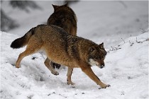 BWaldD5 18-02-16 2042   Photos ACG 2017