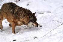 BWaldD5 18-02-16 2046   Photos ACG 2017