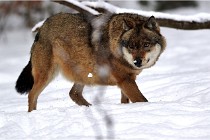 BWaldD5 18-02-16 2051   Photos ACG 2017