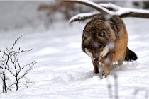 BWaldD5 18-02-16 2052   Photos ACG 2017