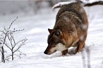 BWaldD5 18-02-16 2054   Photos ACG 2017