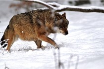 BWaldD5 18-02-16 2062   Photos ACG 2017