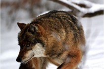 BWaldD5 18-02-16 2065   Photos ACG 2017