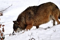 BWaldD5 18-02-16 2070   Photos ACG 2017