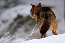 BWaldD5 18-02-16 2074   Photos ACG 2017