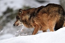 BWaldD5 18-02-16 2079   Photos ACG 2017