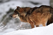 BWaldD5 18-02-16 2082   Photos ACG 2017