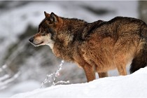 BWaldD5 18-02-16 2083   Photos ACG 2017