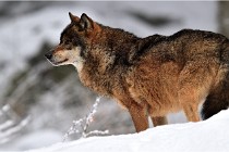 BWaldD5 18-02-16 2084   Photos ACG 2017