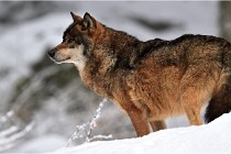 BWaldD5 18-02-16 2087   Photos ACG 2017