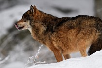 BWaldD5 18-02-16 2098   Photos ACG 2017