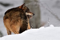 BWaldD5 18-02-16 2104   Photos ACG 2017