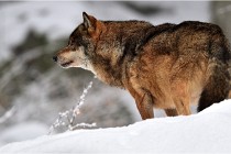 BWaldD5 18-02-16 2123   Photos ACG 2017