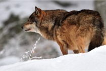 BWaldD5 18-02-16 2124   Photos ACG 2017