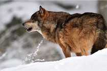 BWaldD5 18-02-16 2129   Photos ACG 2017