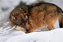 BWaldD5 18-02-16 2139   Photos ACG 2017