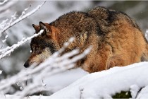 BWaldD5 18-02-16 2145   Photos ACG 2017