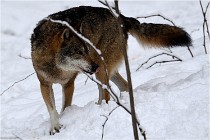 BWaldD5 18-02-16 2147   Photos ACG 2017