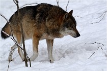 BWaldD5 18-02-16 2151   Photos ACG 2017