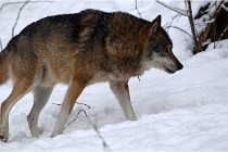 BWaldD5 18-02-16 2156   Photos ACG 2017