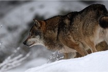 BWaldD5 18-02-16 2160   Photos ACG 2017