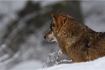 BWaldD5 18-02-16 2170   Photos ACG 2017