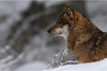 BWaldD5 18-02-16 2174   Photos ACG 2017