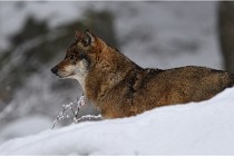 BWaldD5 18-02-16 2178   Photos ACG 2017