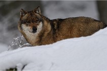 BWaldD5 18-02-16 2180   Photos ACG 2017