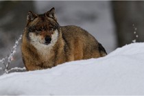 BWaldD5 18-02-16 2183   Photos ACG 2017