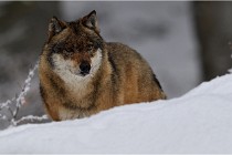 BWaldD5 18-02-16 2185   Photos ACG 2017