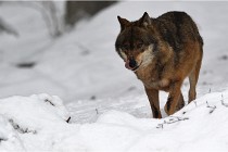 BWaldD5 18-02-16 2203   Photos ACG 2017