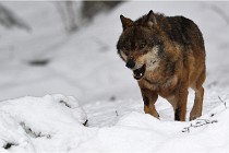 BWaldD5 18-02-16 2207   Photos ACG 2017