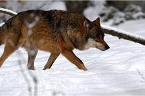 BWaldD5 18-02-16 2219   Photos ACG 2017