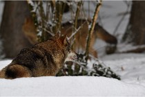 BWaldD5 18-02-16 2235   Photos ACG 2017