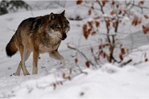 BWaldD5 18-02-16 2246   Photos ACG 2017