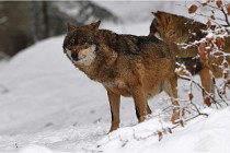 BWaldD5 18-02-16 2266   Photos ACG 2017