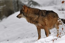 BWaldD5 18-02-16 2273   Photos ACG 2017